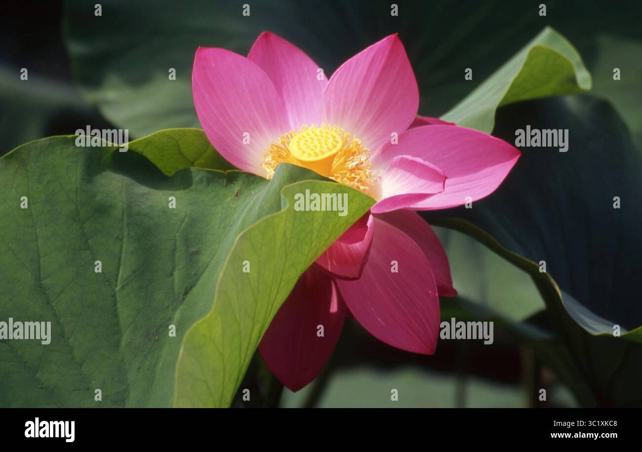 Pink Lotus Blossom teilweise von sonnendurchflutetem Green Leaf verhüllt Stockfoto