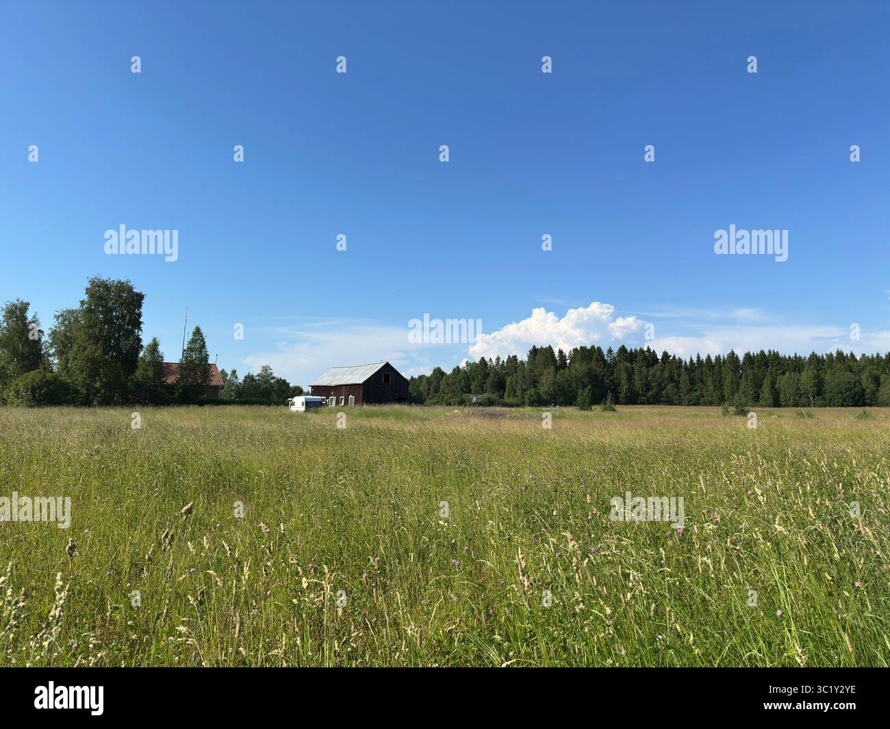 Ein riesiges Grasfeld trifft unter einem wunderschönen, klaren blauen Himmel auf die Baumgrenze Stockfoto