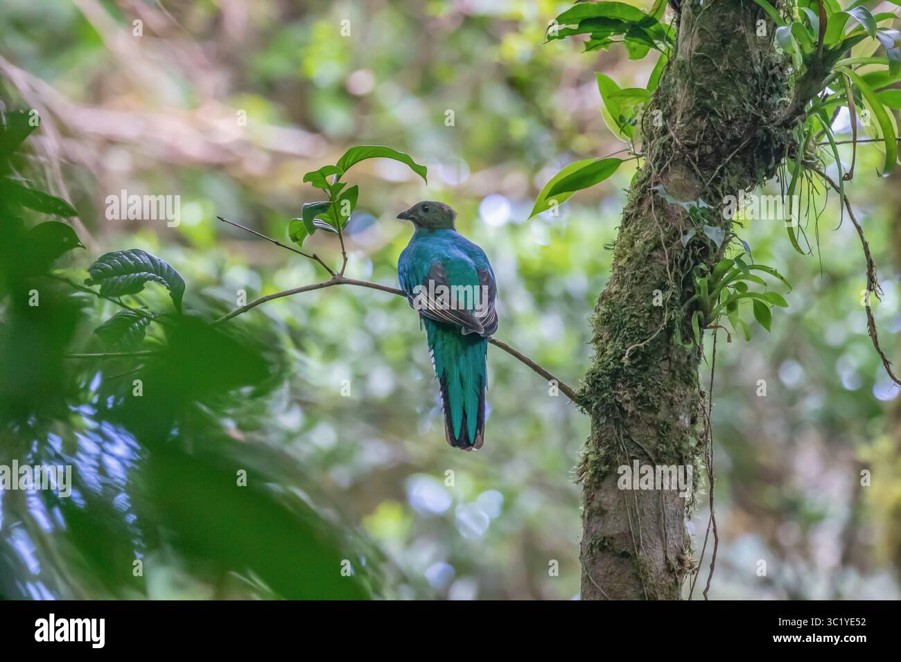 Prachtvolle Quetzal-Frau - Pharomachrus mocinno Stockfoto