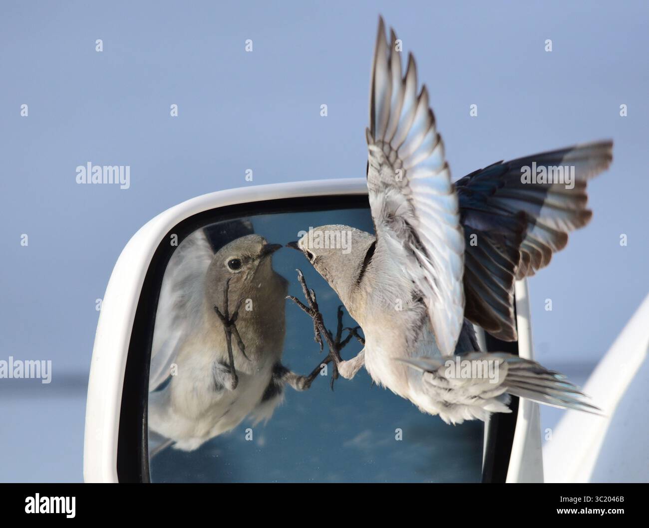 25. März 2019: Sweetwater, WY, Vereinigte Staaten von Amerika: Ein Bergvogel greift einen Autospiegel an, nachdem er die Reflexion gesehen hat und denkt, dass es sich um einen konkurrierenden Vogel handelt. Am 25. März 2019 im Sweetwater County, Wyoming. Bestimmte Vogelarten weisen dieses Verhalten während der Nistzeit auf, wenn die Konkurrenz um Nistgebiete hoch ist. (Bild: © Tom Koerner via ZUMA Wire) Stockfoto