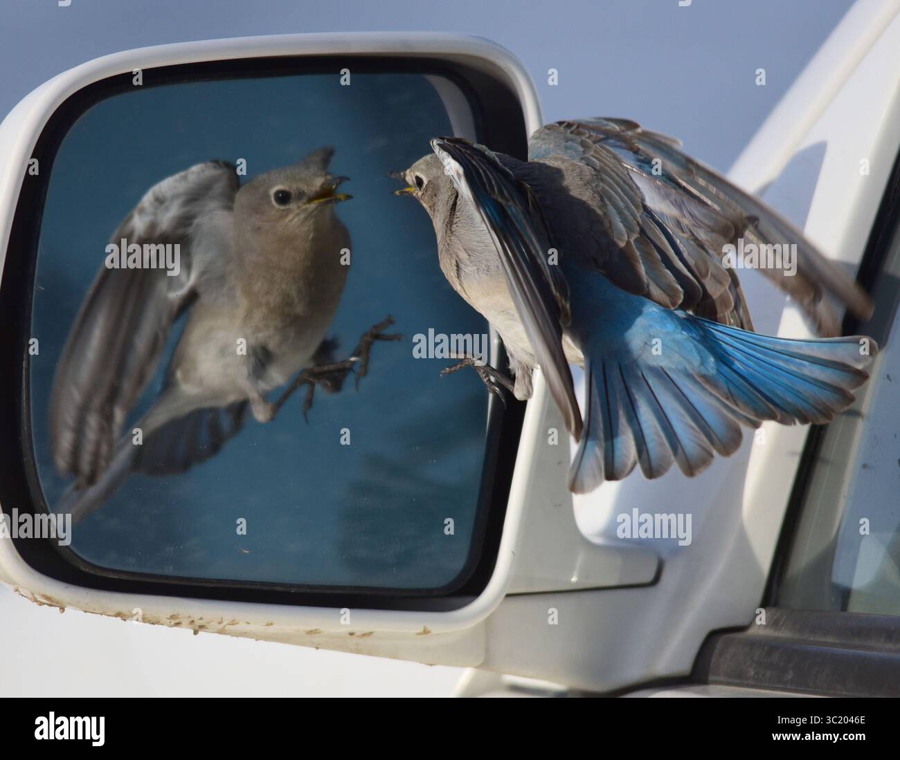 25. März 2019: Sweetwater, WY, Vereinigte Staaten von Amerika: Ein Bergvogel greift einen Autospiegel an, nachdem er die Reflexion gesehen hat und denkt, dass es sich um einen konkurrierenden Vogel handelt. Am 25. März 2019 im Sweetwater County, Wyoming. Bestimmte Vogelarten weisen dieses Verhalten während der Nistzeit auf, wenn die Konkurrenz um Nistgebiete hoch ist. (Bild: © Tom Koerner via ZUMA Wire) Stockfoto