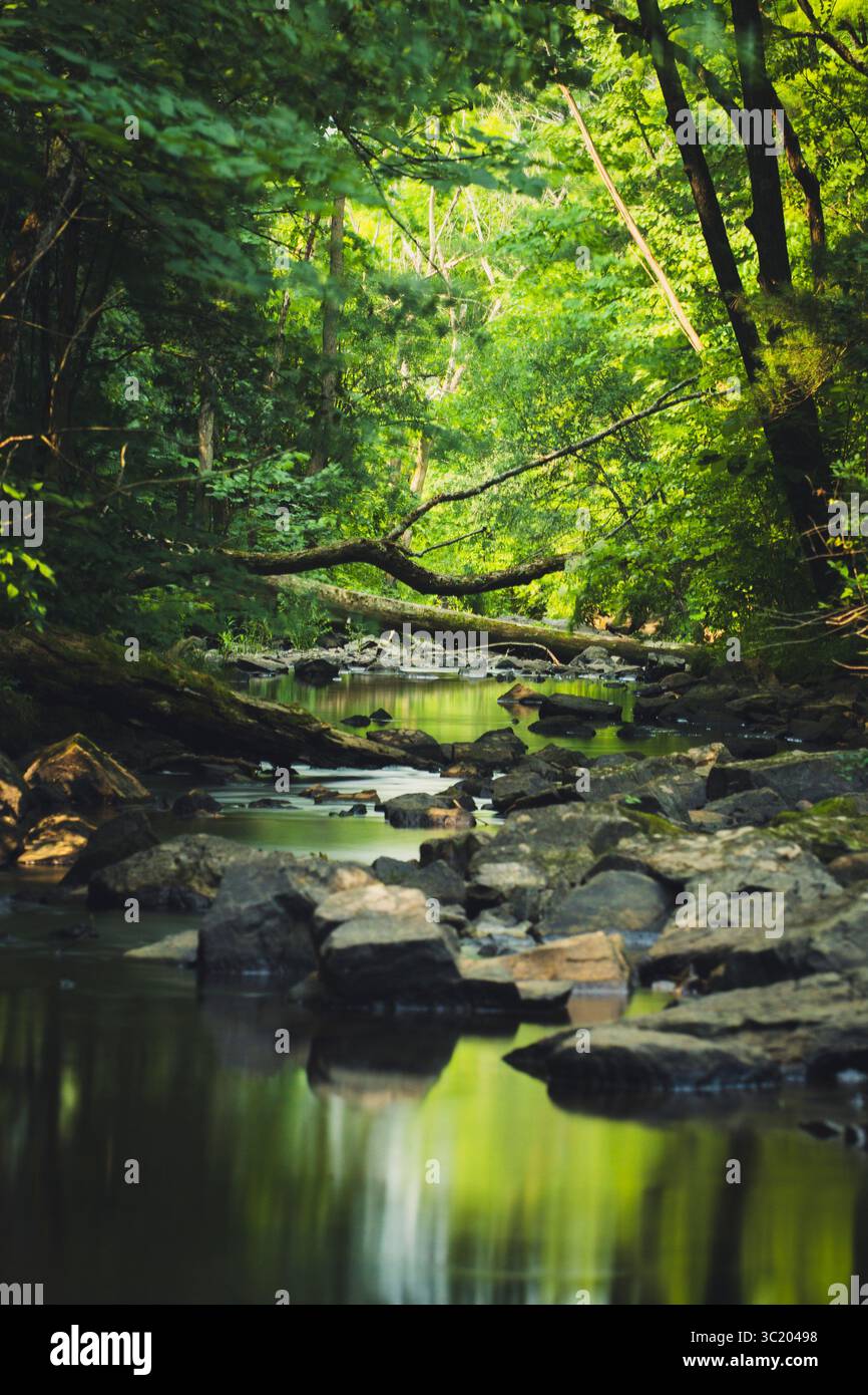 Friedlicher Waldbach, der durch üppiges Grün fließt. Stockfoto Friedlicher Waldbach, der durch üppiges Grün fließt. Stockfoto
