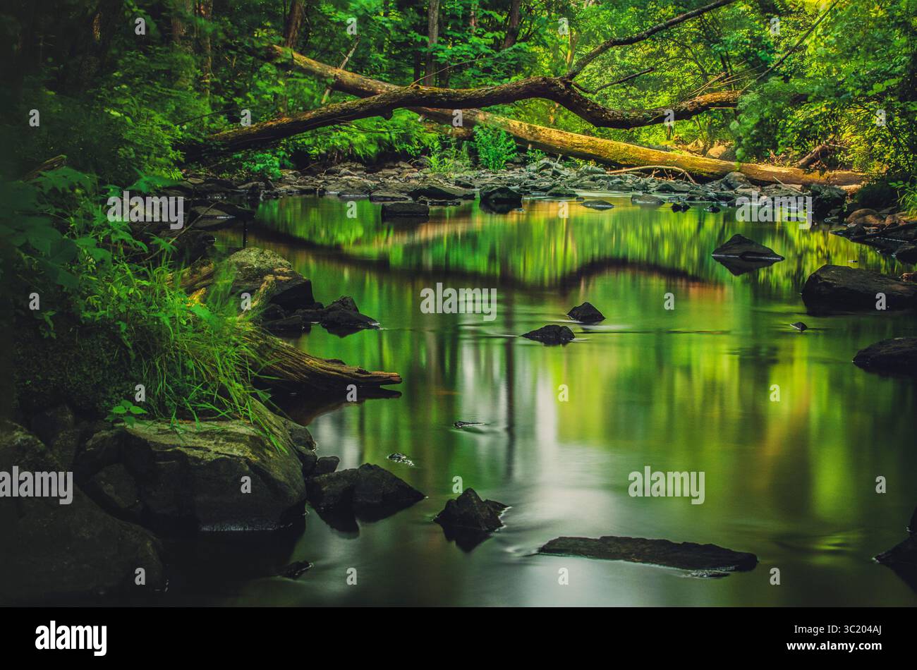 Friedlicher Waldbach, der durch üppiges Grün fließt. Stockfoto Friedlicher Waldbach, der durch üppiges Grün fließt. Stockfoto