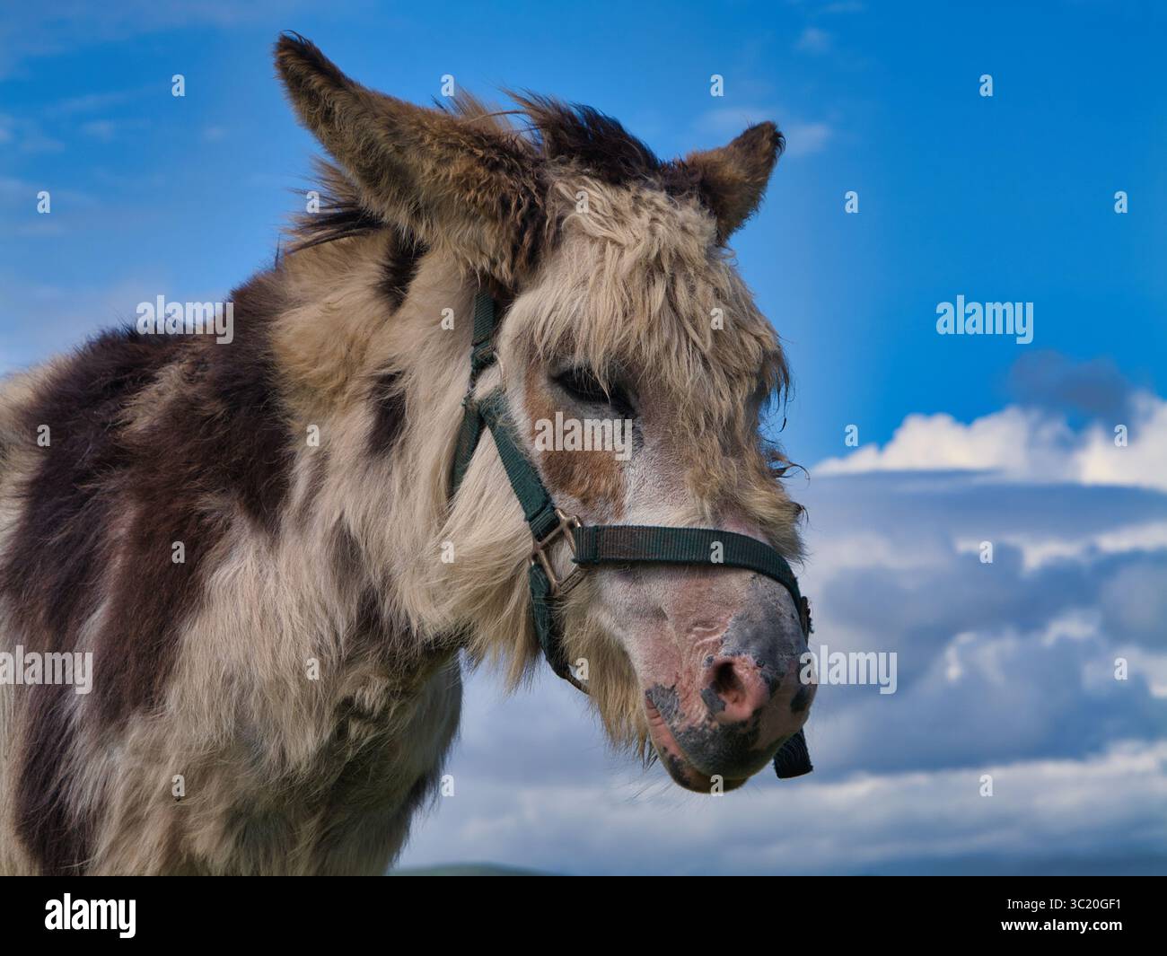 Unter dem blauen Himmel in Irland steht ein unscharfer Esel und fängt das Wesen des ländlichen Lebens ein. Stockfoto