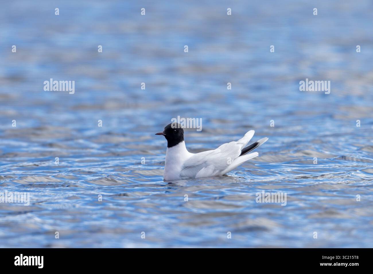 Kleine Möwe (Hydrocoloeus minutus / Larus minutus), Erwachsener im Zuchtgefieder / Sommergefieder, das im Frühjahr im Teich schwimmt Stockfoto