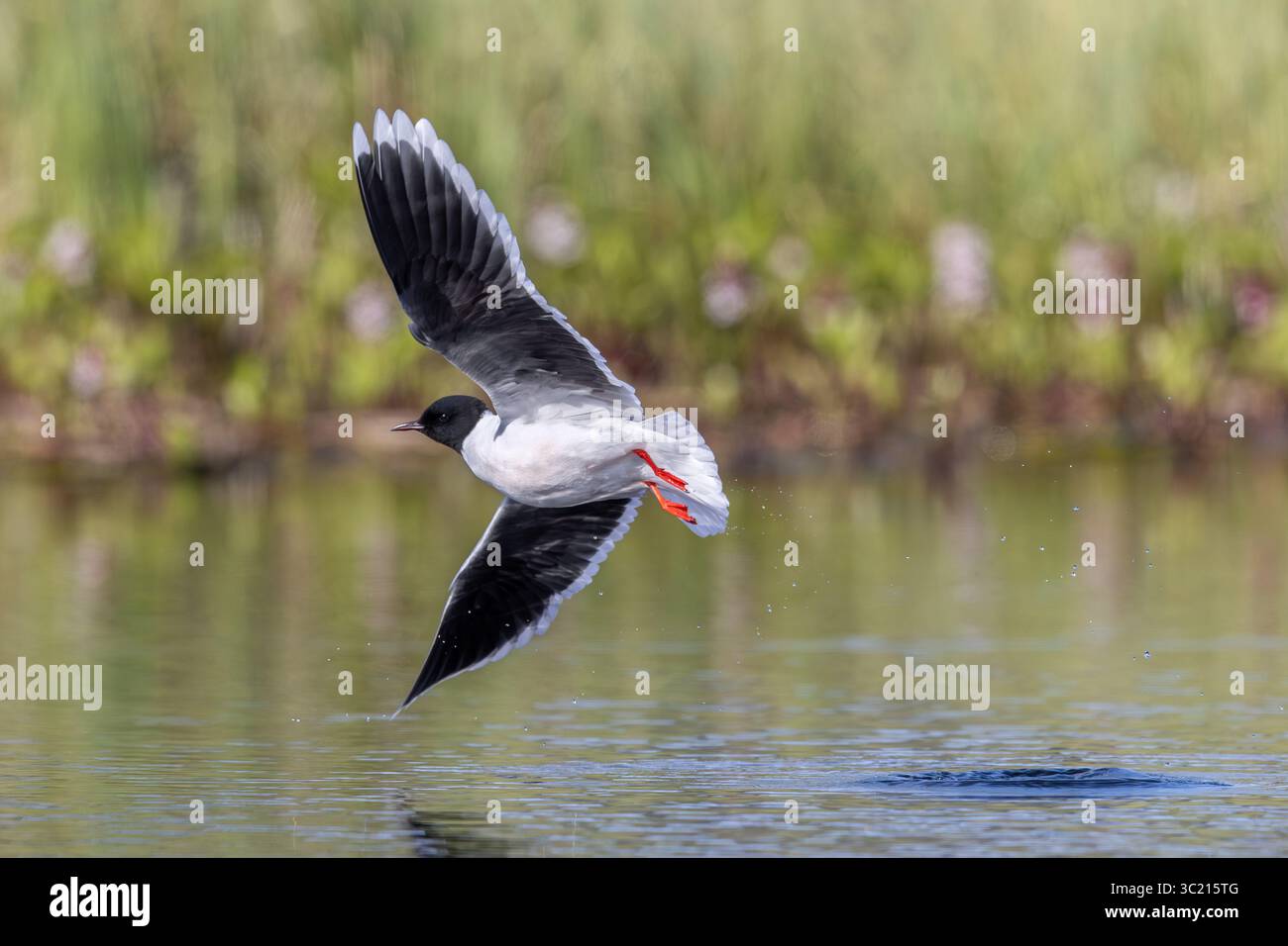 Die kleine Möwe (Hydrocoloeus minutus / Larus minutus), die im Sommergefieder im Frühjahr fliegt, fliegende Insekten über dem Wasser des Teichs fangen Stockfoto