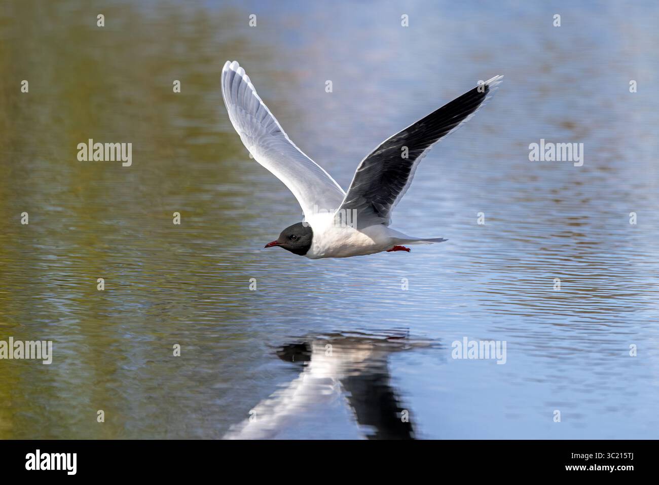 Kleine Möwe (Hydrocoloeus minutus / Larus minutus), Erwachsener im Zuchtgefieder / Sommergefieder, der im Frühjahr über den Teich fliegt Stockfoto