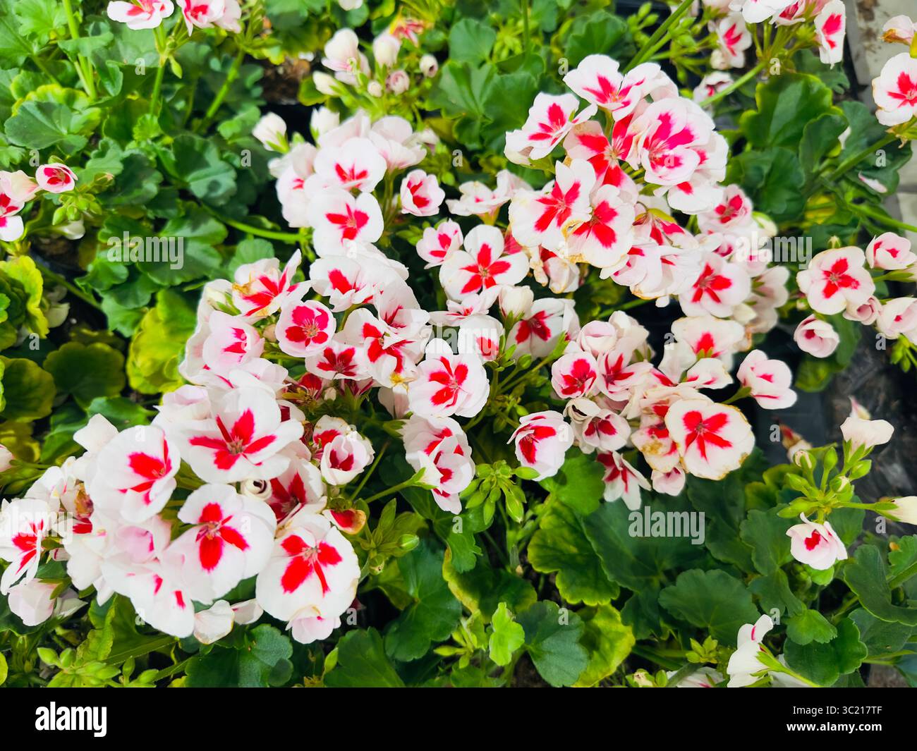 Nahaufnahme leuchtender roter und weißer Geranie-Blüten in voller Blüte. Stockfoto
