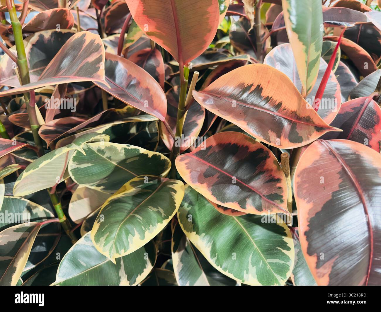 Die Ficus elastica „Rubin“-Pflanze zeigt eine atemberaubende Farb- und Texturanzeige in ihren Blättern. - Smartphone-aufgenommenes Stockfoto