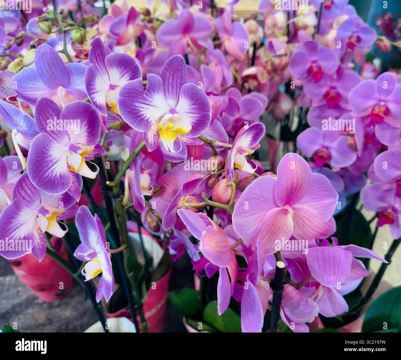 Wunderschöne phalaenopsis Orchideen in verschiedenen Violett- und Rosa-Tönen blühen. - Smartphone-aufgenommenes Stockfoto