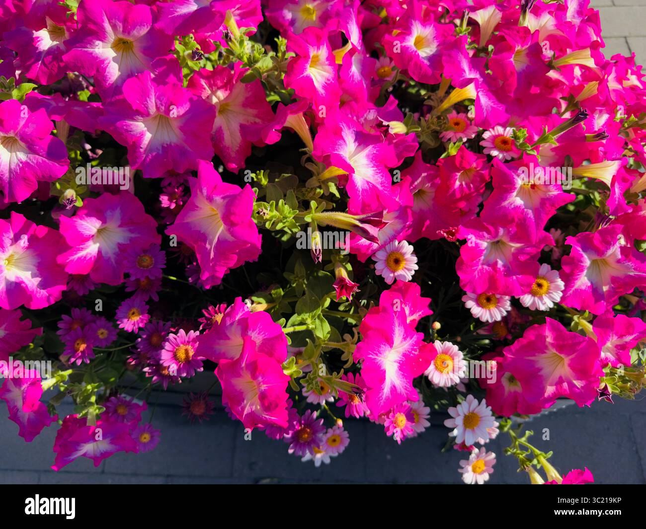 Ein atemberaubendes Schauspiel von leuchtend rosa Petunien und weißen Gänseblümchen in voller Blüte. Stockfoto