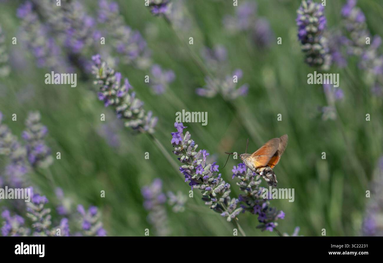 Ein Sphinx-Kolibri (Macroglossum stellatarum) schweben im stationären Flug, während er sich vom Nektar einer Lavendelblüte ernährt. Stockfoto