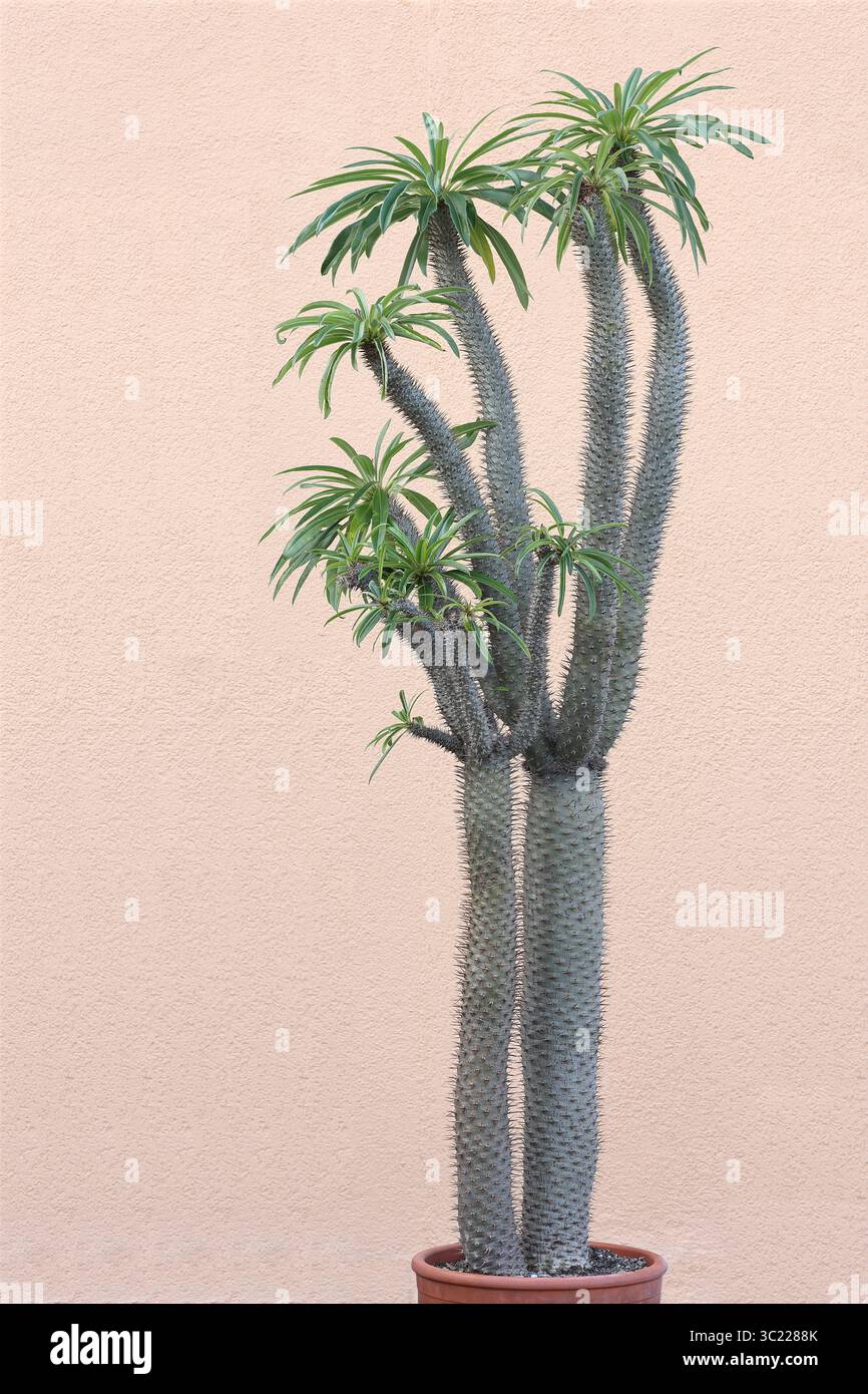 Nahaufnahme: Großes Pachypodium lamerei, Madagaskar Palm. Höhe 180 cm vom Boden im Blumentopf. Stockfoto