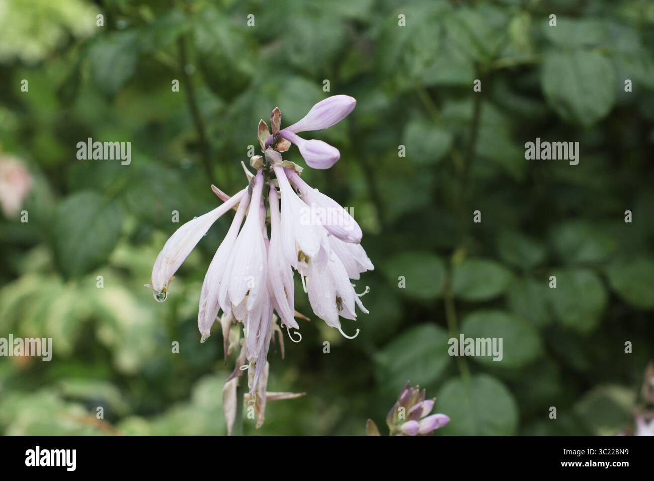 Blassviolette Hosta-Blüten hängen anmutig über grünem Laub. Eine schattenliebende Staude, die in Landschaftsgestaltung und Gartenrändern beliebt ist. Weich erfasst Stockfoto
