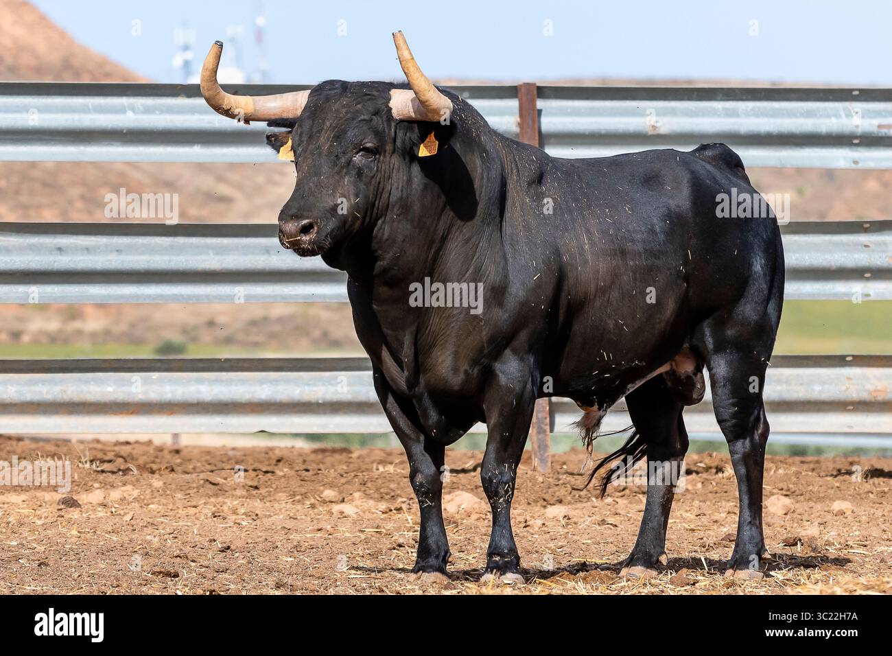 Ein großer schwarzer Bulle posiert auf einer Ranch unter klarem blauem Himmel und bergigem Gelände in der Nähe. Stockfoto