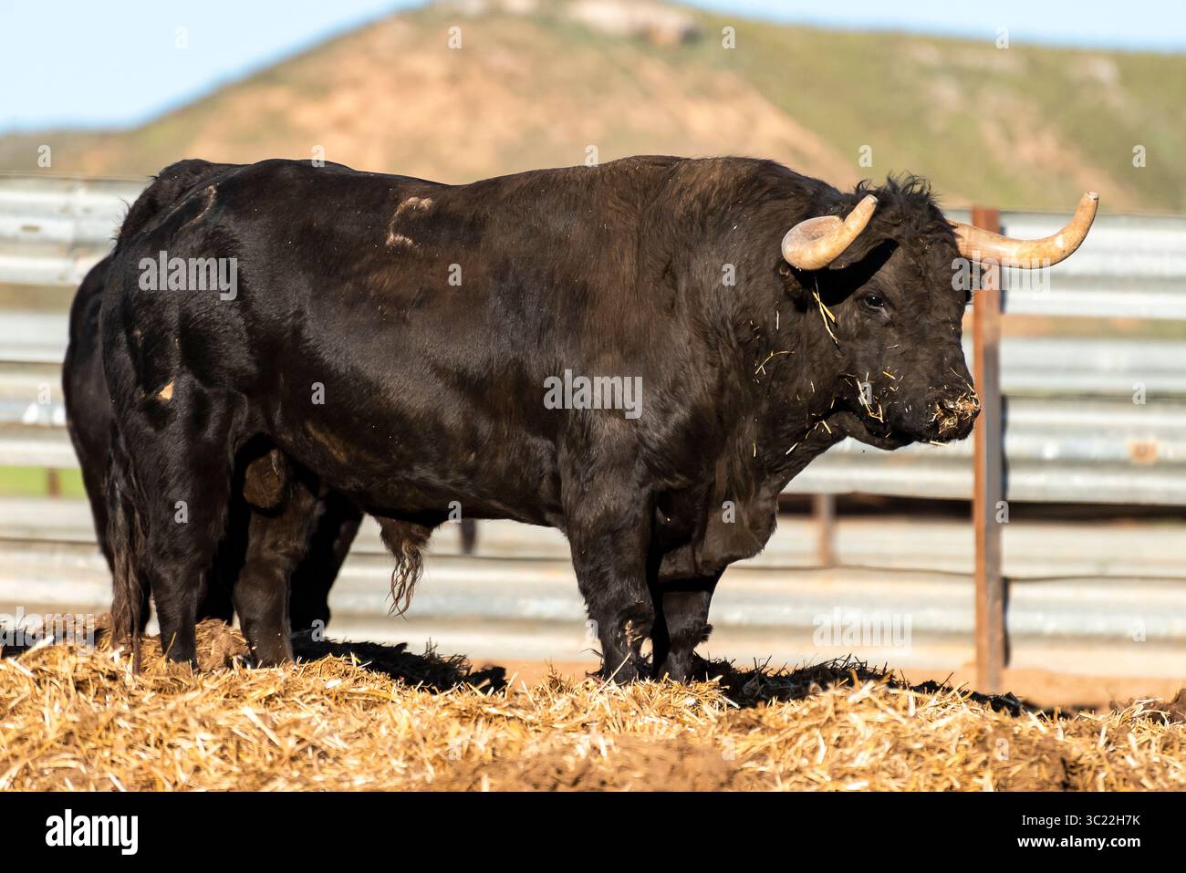 Ein kräftiger schwarzer Stier ruht zwischen Stroh in einer Ranch-Umgebung mit Bergen im Hintergrund unter klarem Himmel. Stockfoto
