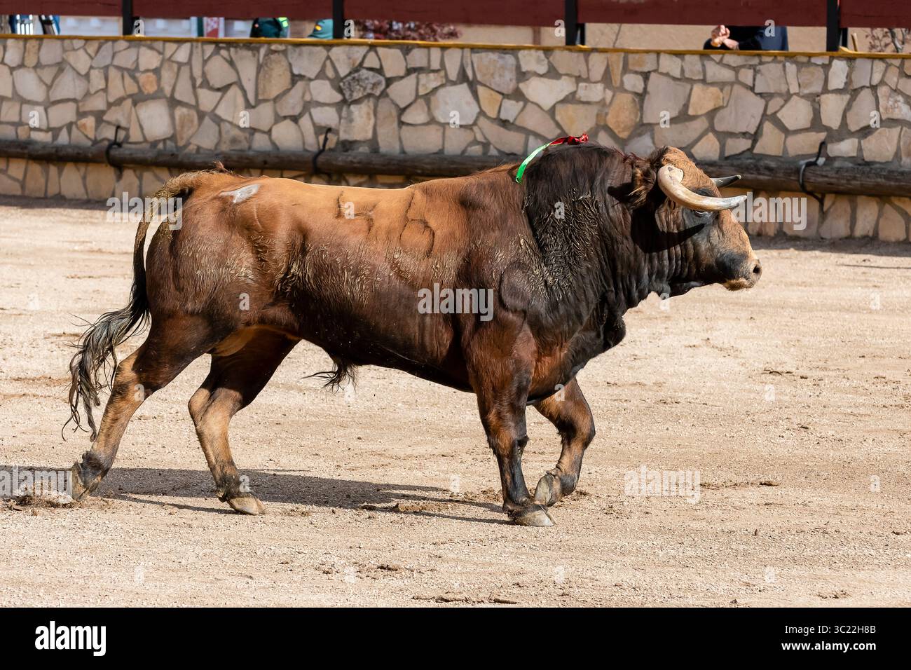 Ein Stier bewegt sich anmutig durch die Sandarena unter klarem Himmel und zieht Zuschauer während eines lokalen Festivals an. Stockfoto