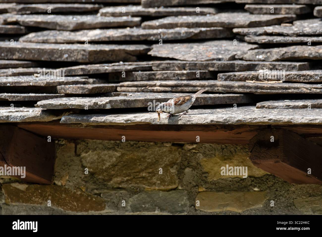 Ein kleiner Spatel sucht auf einem Steindach, umgeben von einer malerischen Dorfatmosphäre im hellen Sonnenlicht nach Nahrung. Stockfoto