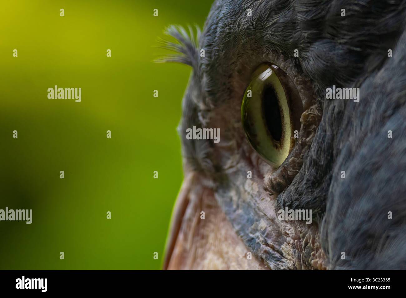 Schuhschnabel, Balaeniceps rex, auch bekannt als Walkopf, Walkopfstorch oder Schuhablattenstorch. Stockfoto