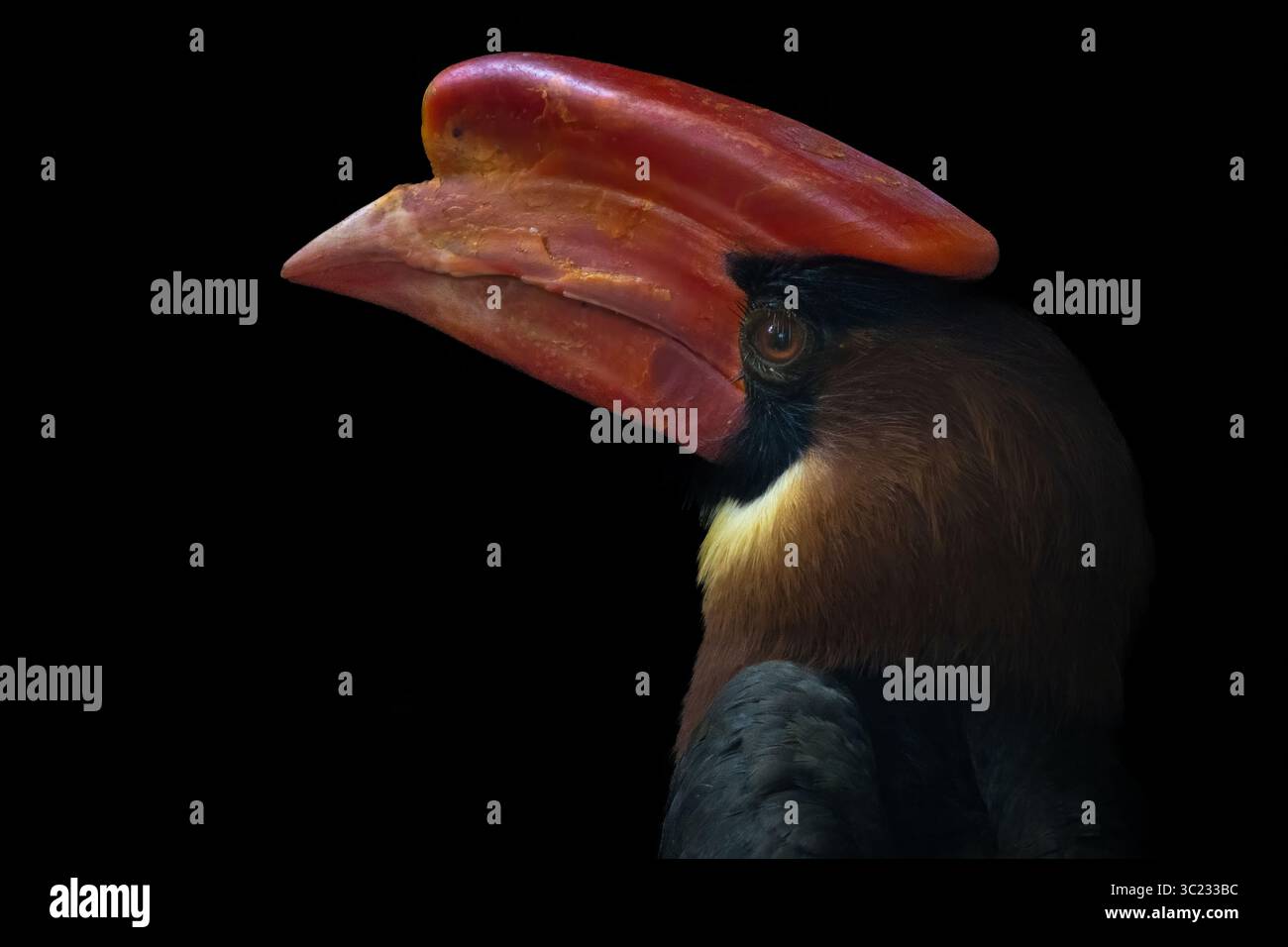 Hornvogel (Buceros hydrocorax), auch bekannt als der philippinische Hornvogel. Stockfoto