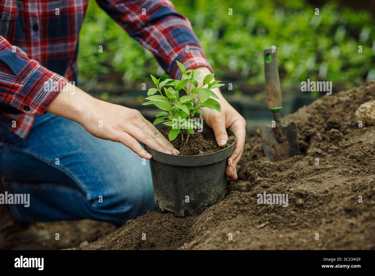 Nahaufnahme von Gärtnerhänden, die junge Pflanze im Topf mit Boden im Freien Pflanzen, Frühjahrsgärtnerei und Pflanzenpflegekonzept Stockfoto
