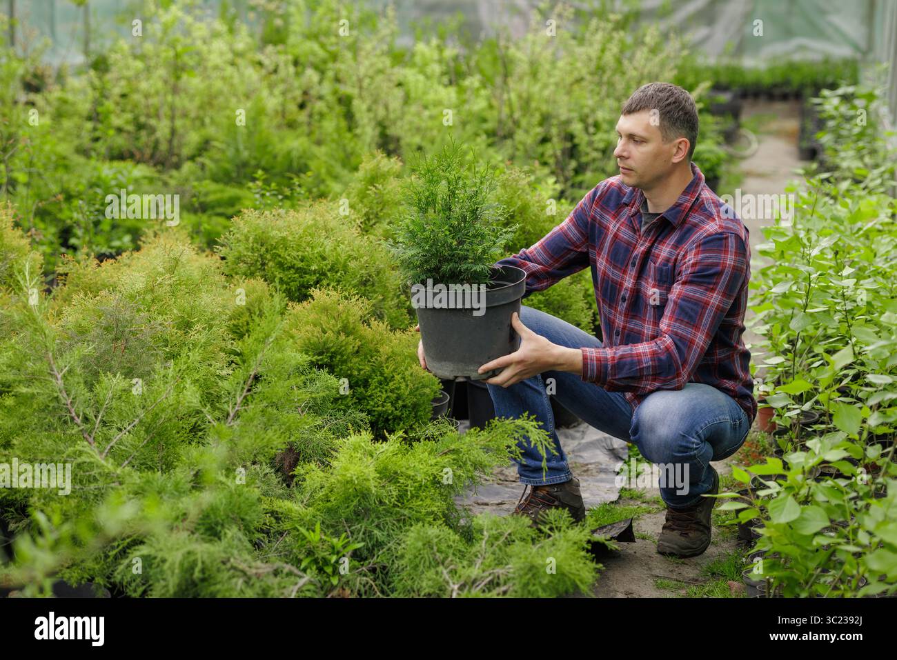Gärtner hält Konifer im Gewächshaus und bereitet sich auf das Pflanzen zwischen leuchtend grünen Sträuchern und Bäumen vor. Stockfoto