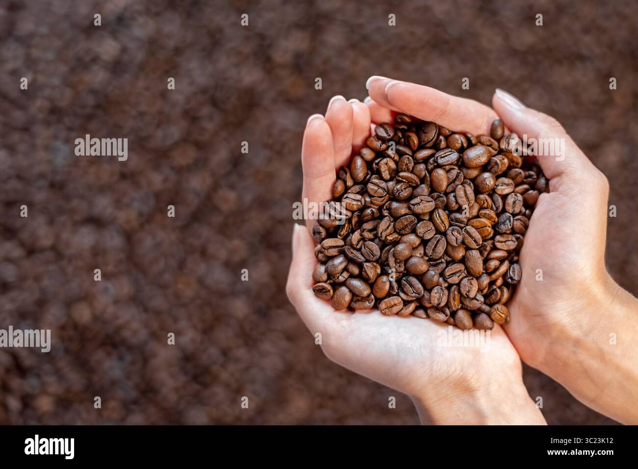 Hände, die geröstete Kaffeebohnen in der Nähe halten. Nahaufnahme der Hände, die sanft einen Haufen gerösteter Kaffeebohnen halten, symbolisieren Frische, Qualität, Pflege und Stockfoto