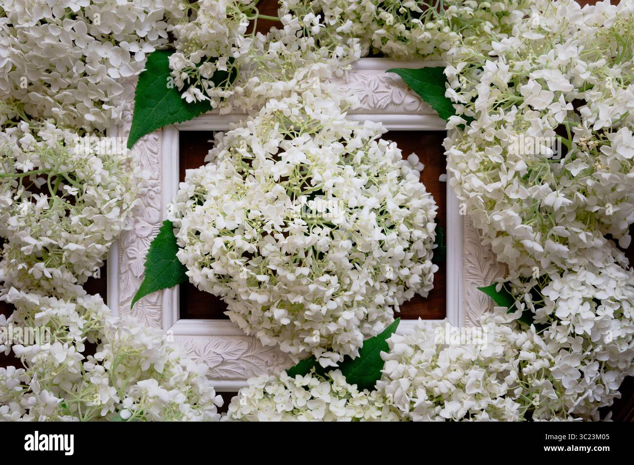 Ein weißer Rahmen, umgeben von Annabelle-Hortensien mit einer großen Hortensie in der Mitte des Rahmens Stockfoto