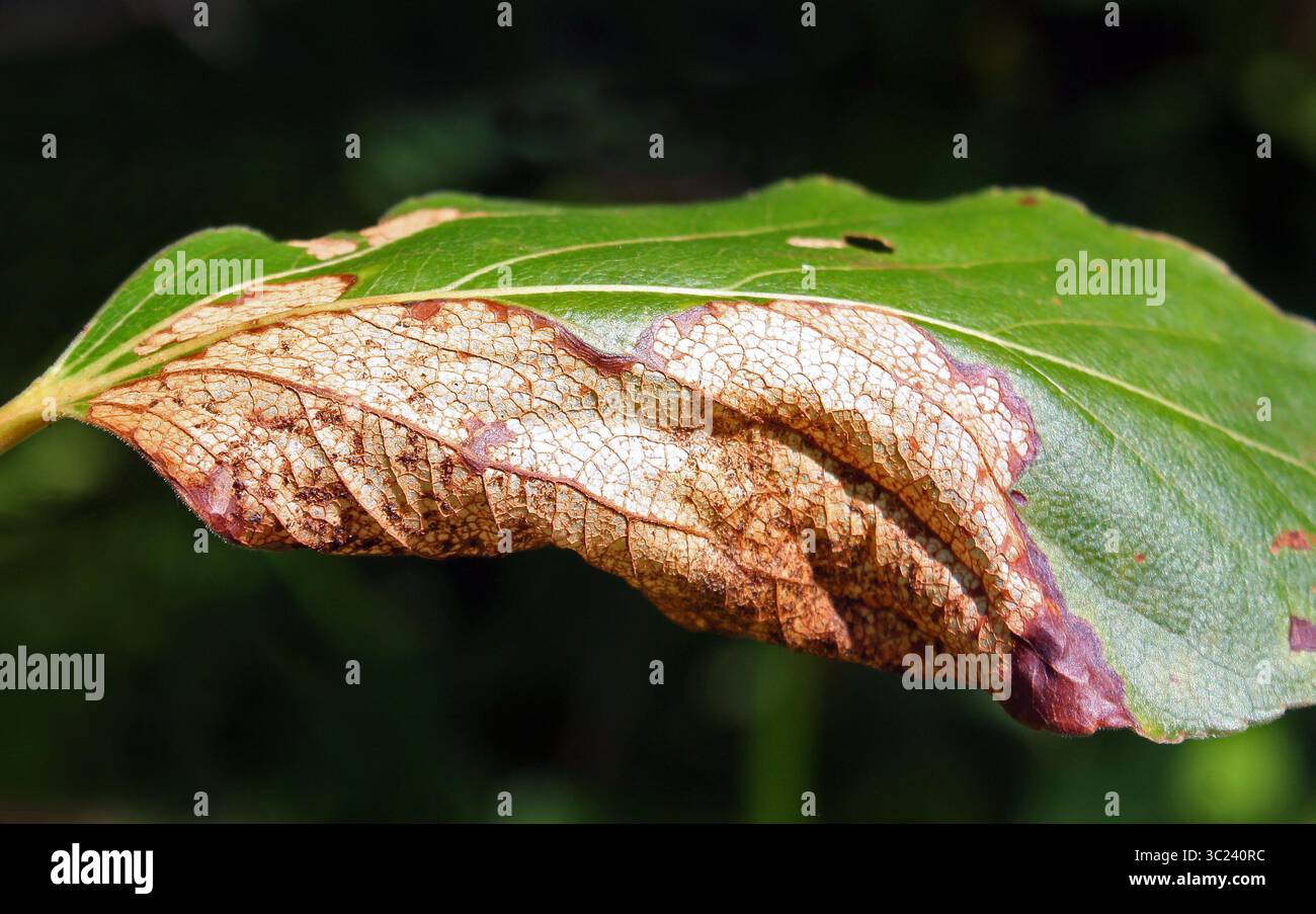 Nahaufnahme eines Pflanzenblattes, das den Schaden durch Insekten zeigt Stockfoto