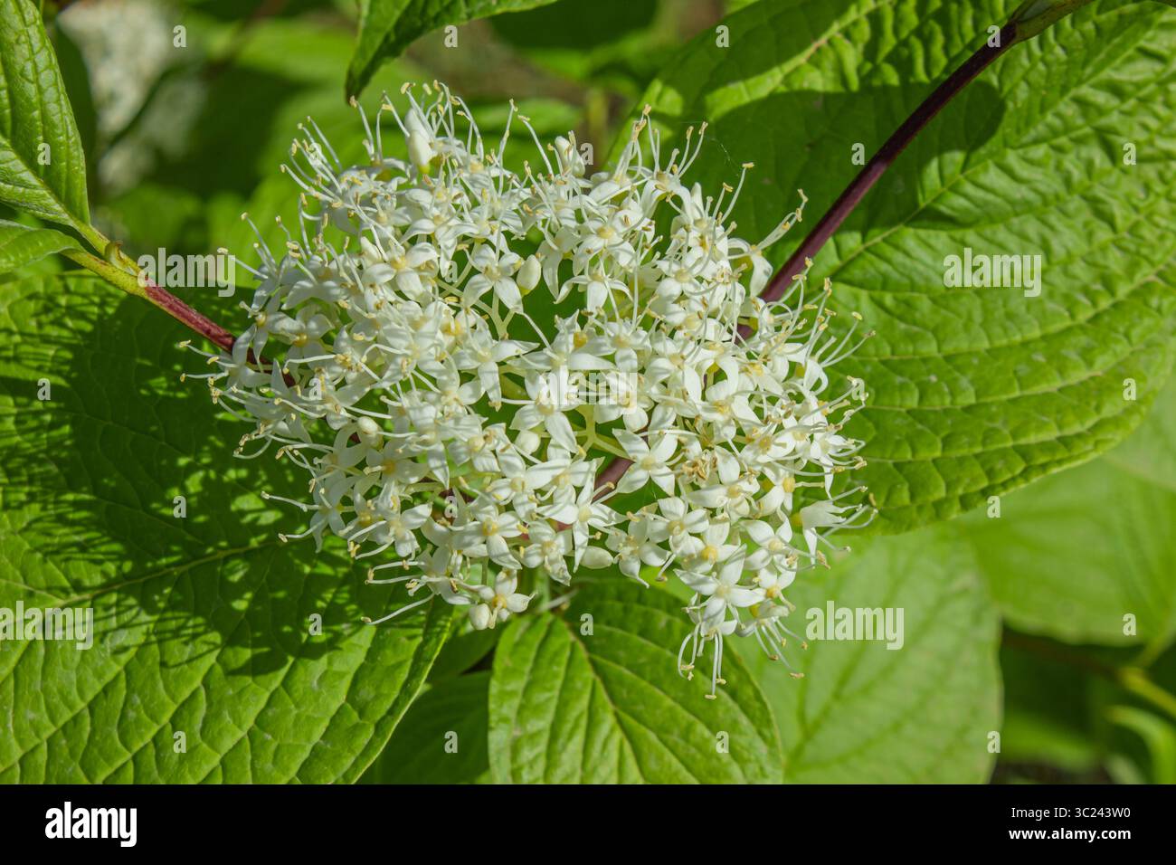 Cornus sanguinea - rote Hartholzpflanze in der Blüte. Cornus mit kleinen weißen Blüten und grünen Blättern. Blühender Sträucher von Cornus sanguinea im Frühlingsgarten. Stockfoto