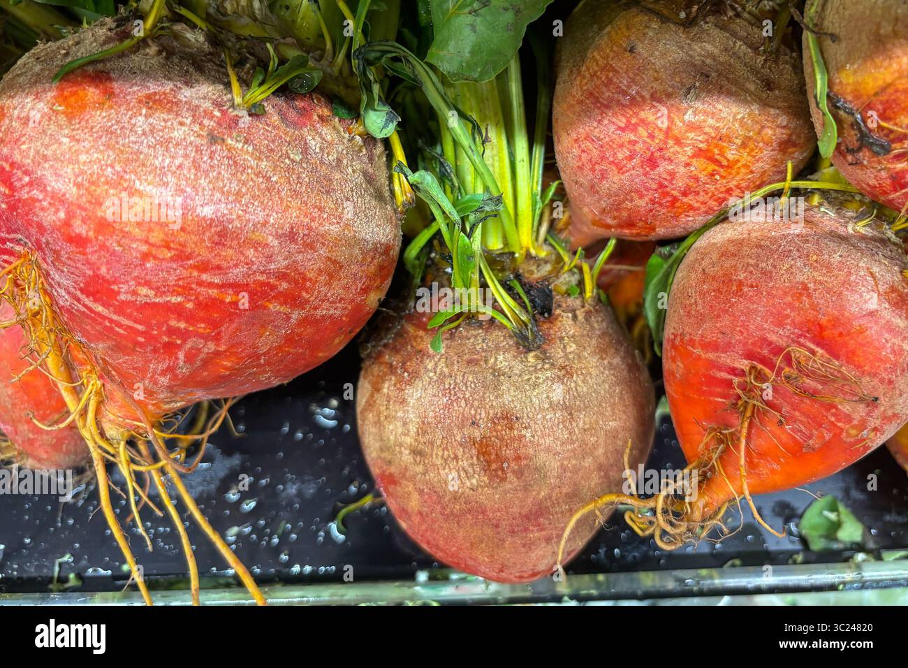 Frische rohe Rote Bete zum Verkauf auf einem Lebensmittelmarkt Stockfoto