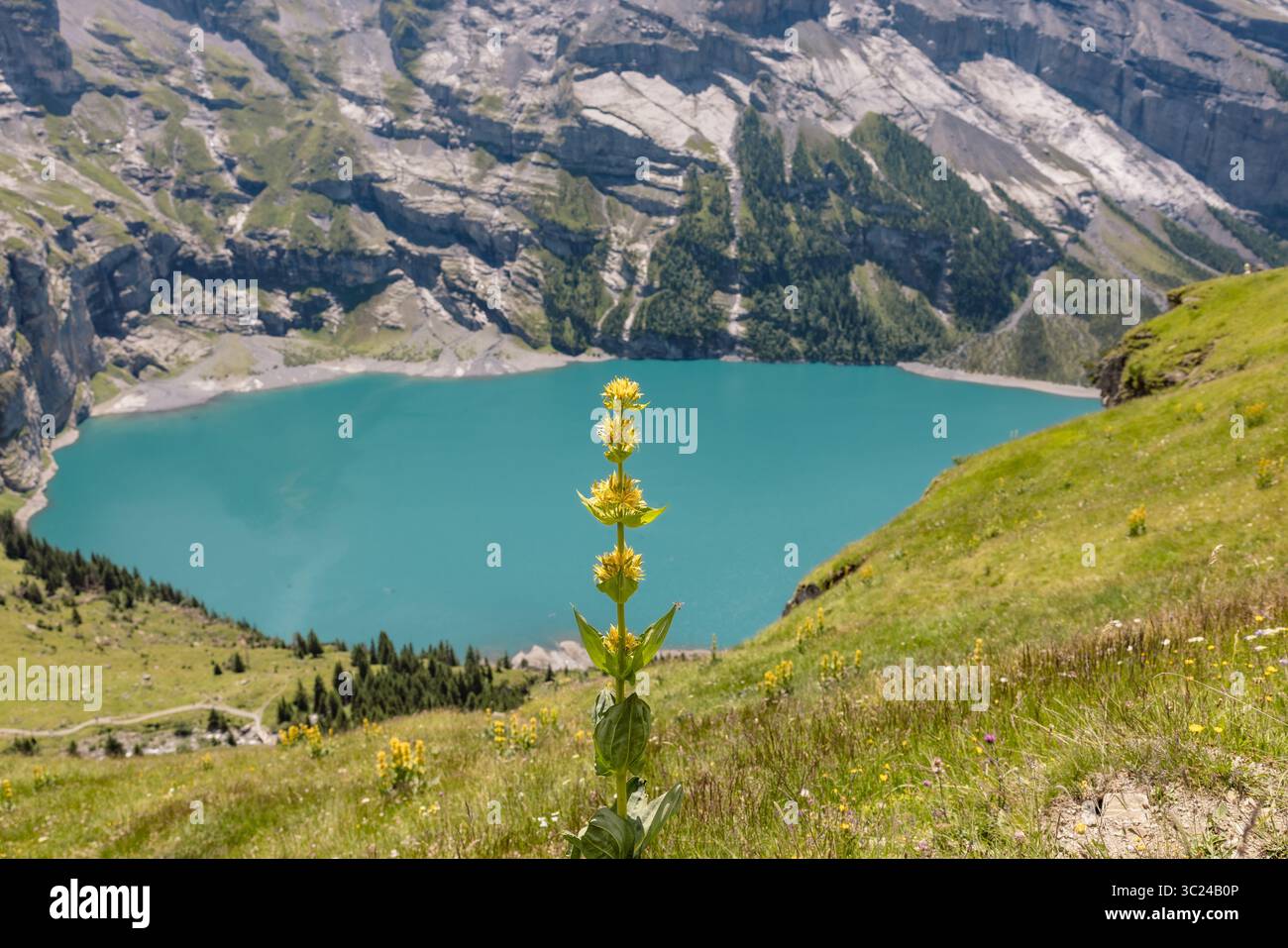 Gelber Enzian über dem Oeschinensee in der Schweiz, schöner schweizer Bergsee in den Berner Alpen. Es ist eine berühmte Wanderung in Instagram Hotspot. Stockfoto