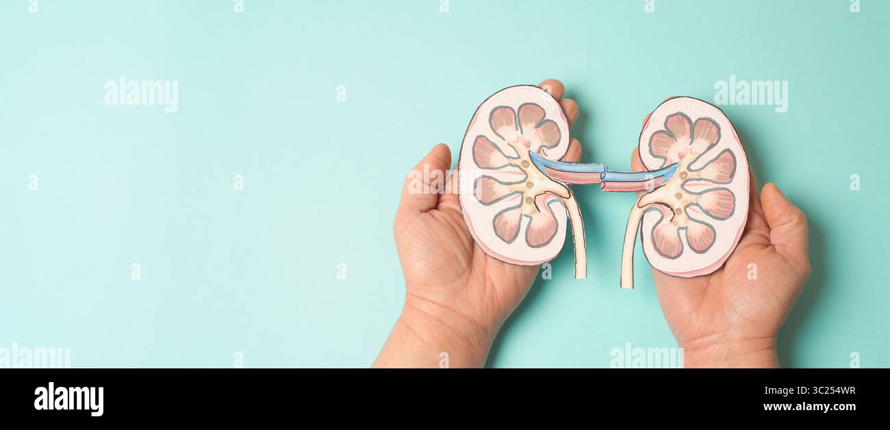 Nierenkrankheit, Weltnierentag, Funktionsstörungen, Gesundheitsprobleme, Nierenversagen, Dialyse Und Transplantation, Medizinische Frage Stockfoto