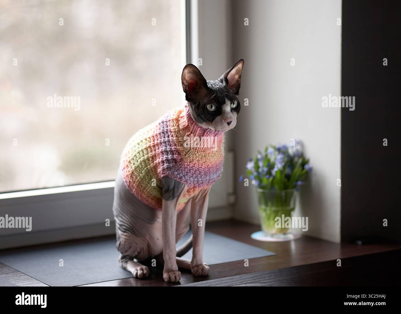 Porträt einer kanadischen Sphynx-Katze mit Pullover, die am Fenster sitzt Stockfoto