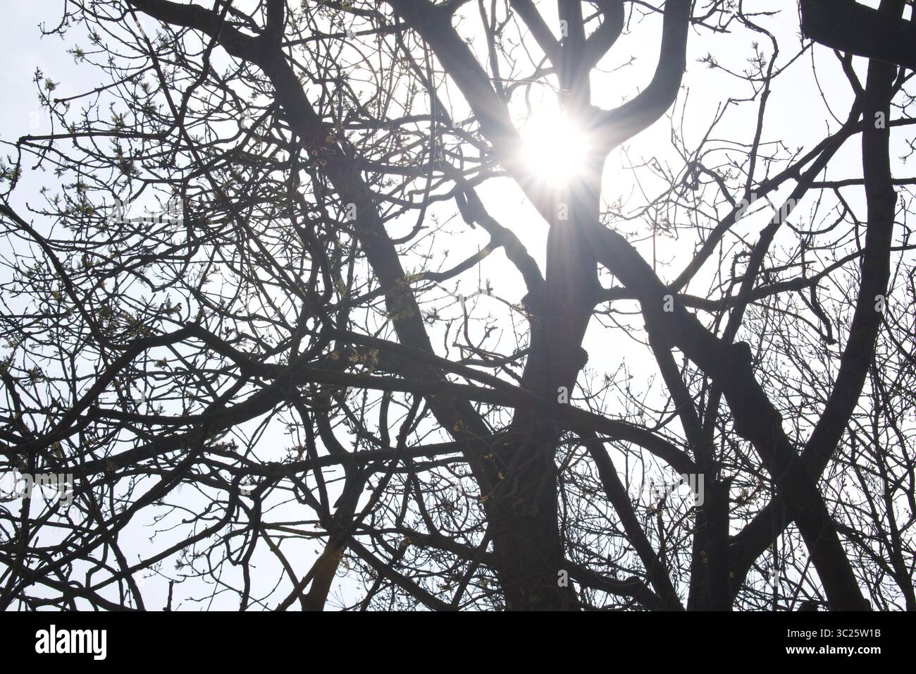 Sonne durch einen Baum Stockfoto