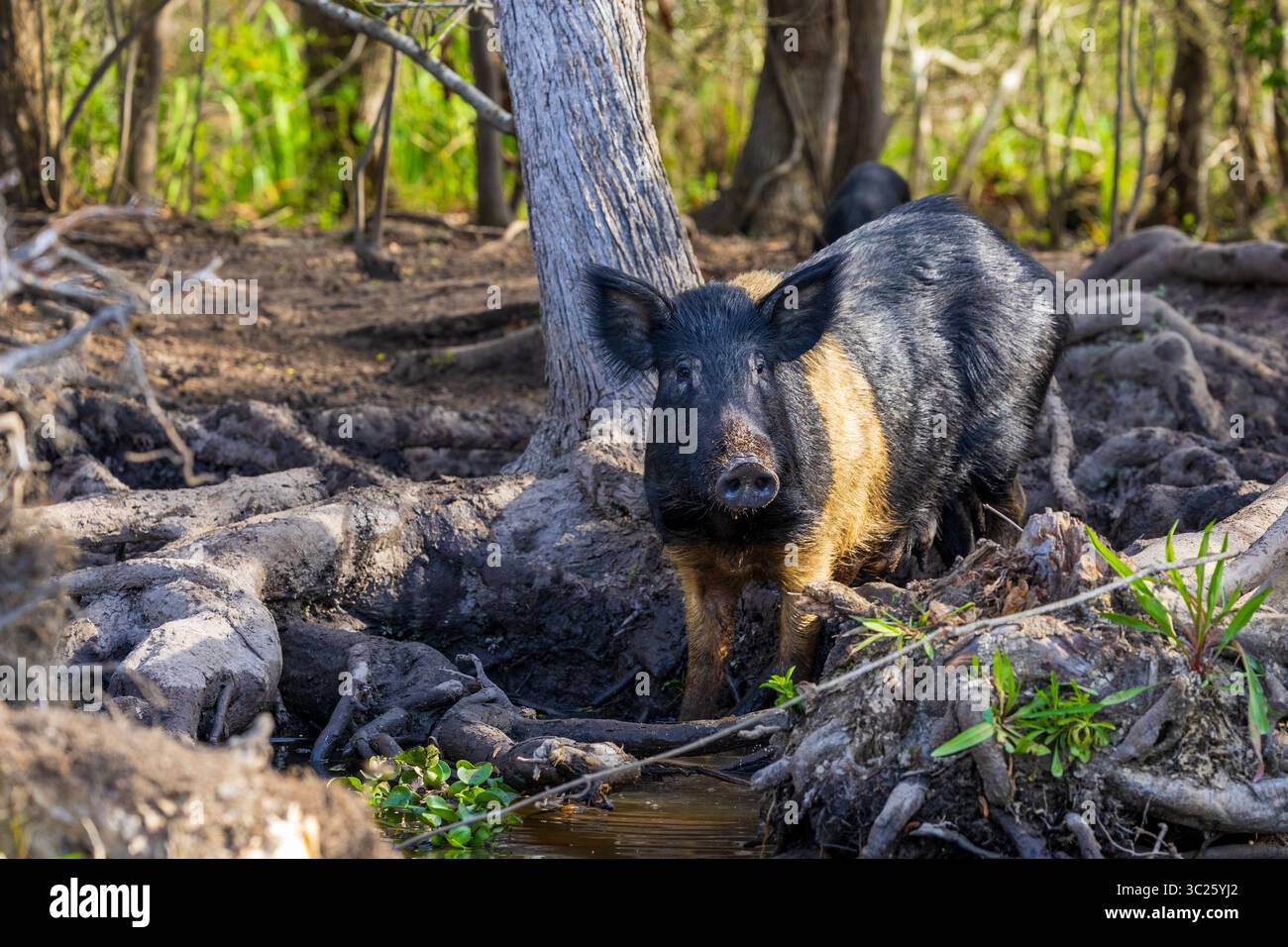 Wildschweine sind eine invasive Art in den Sümpfen von Louisiana. Stockfoto