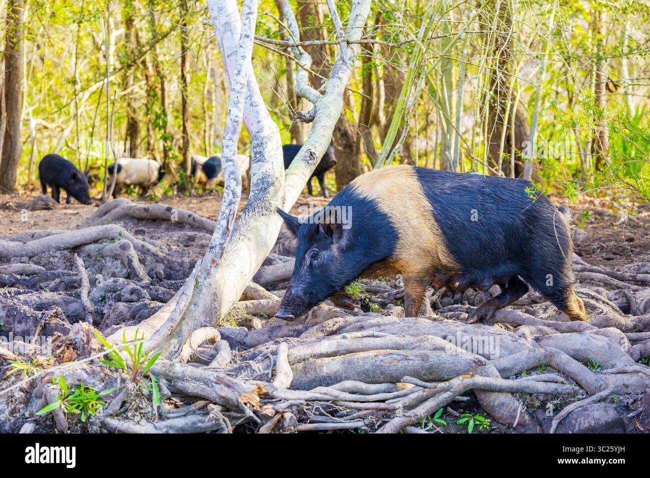 Wildschweine sind eine invasive Art in den Sümpfen von Louisiana. Stockfoto