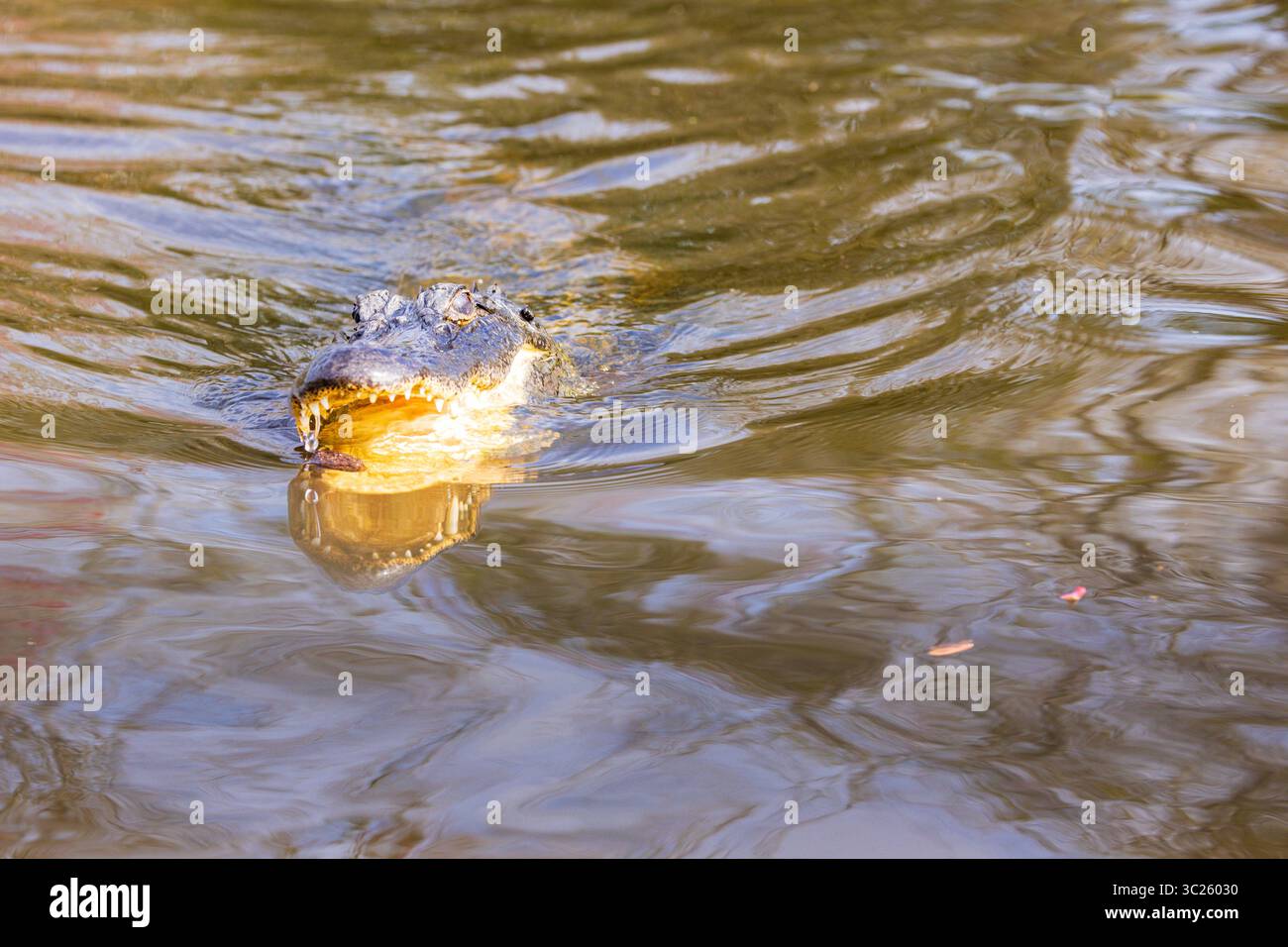 Wilder amerikanischer Alligator (Alligator mississippiensis) in seinem natürlichen Lebensraum in den Sümpfen von Louisiana Stockfoto