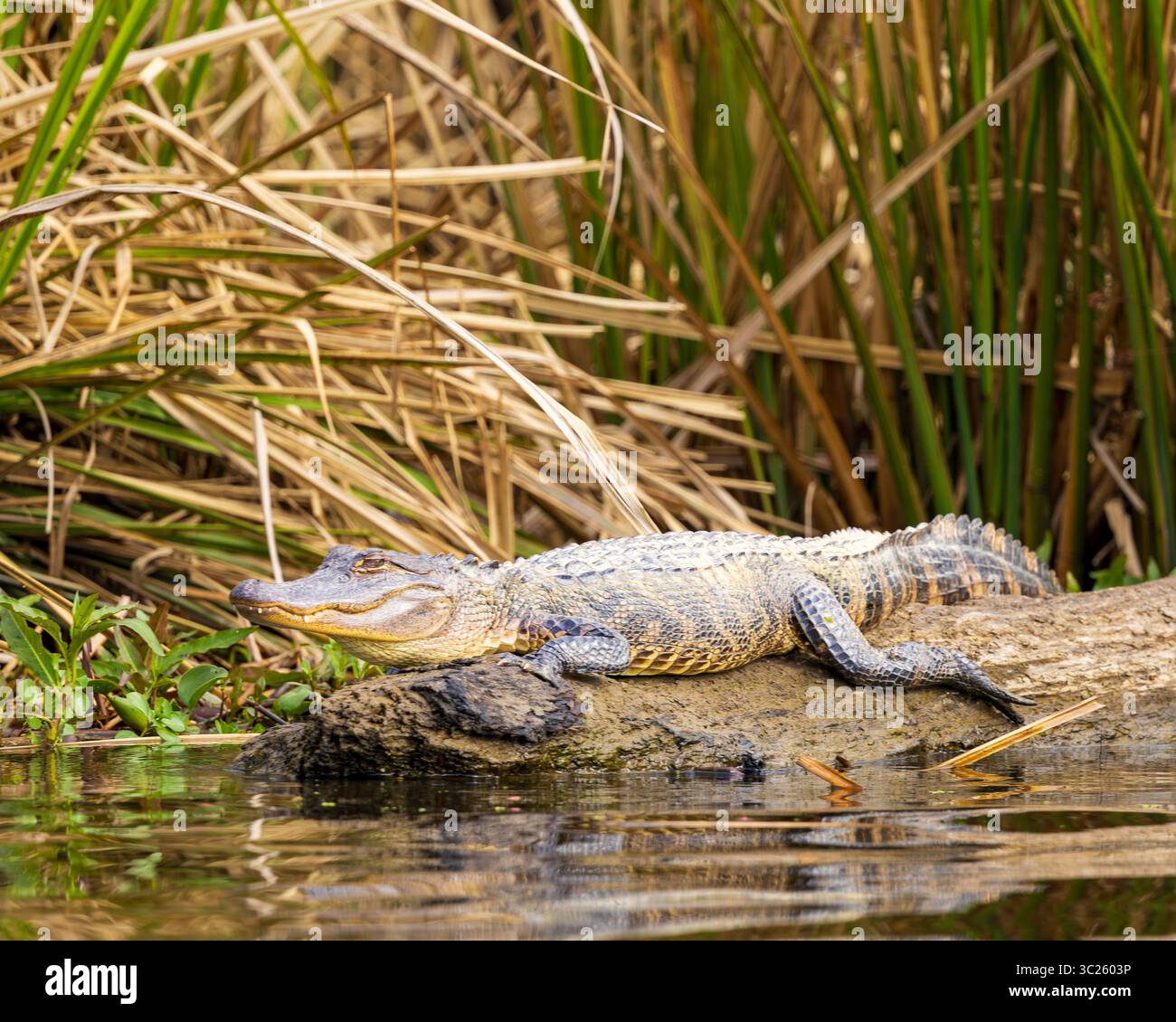 Wilder amerikanischer Alligator (Alligator mississippiensis) in seinem natürlichen Lebensraum in den Sümpfen von Louisiana Stockfoto
