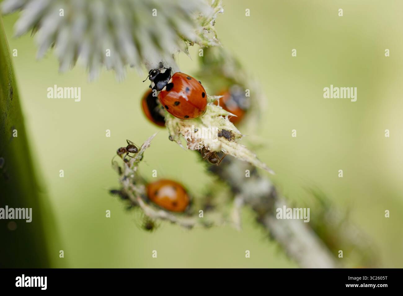 Ruht zwischen den Ameisen Stockfoto