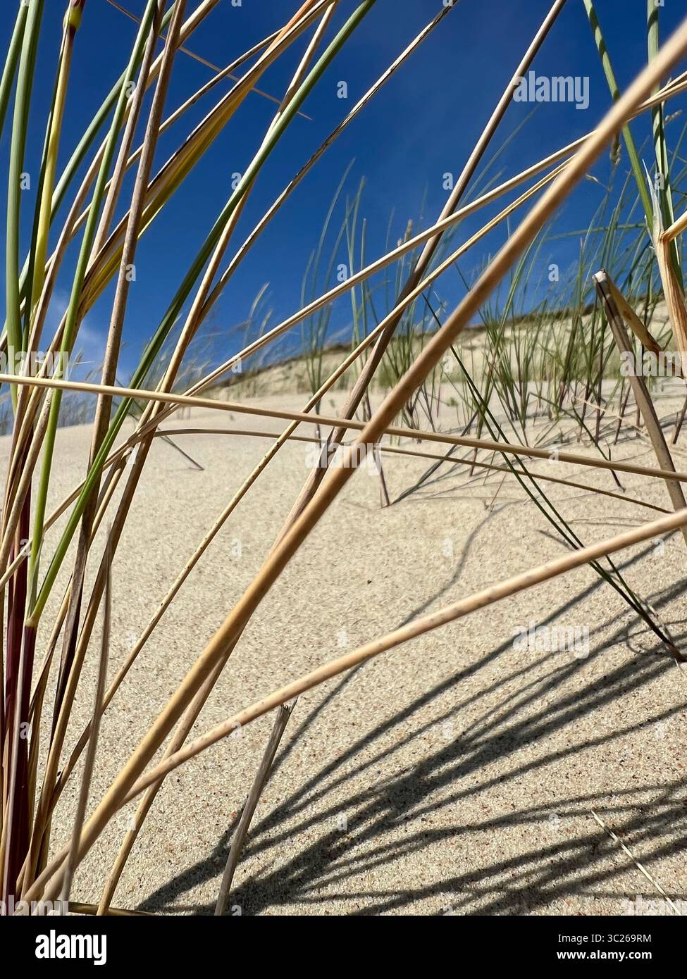 Abstrakter Blick durch hohes Strandgras auf sonnendurchfluteten Sanddünen unter klarem blauen Himmel. Natürliche Küstenstrukturen und eine ruhige Landschaft - Smartphone-aufgenommenes Stockfoto