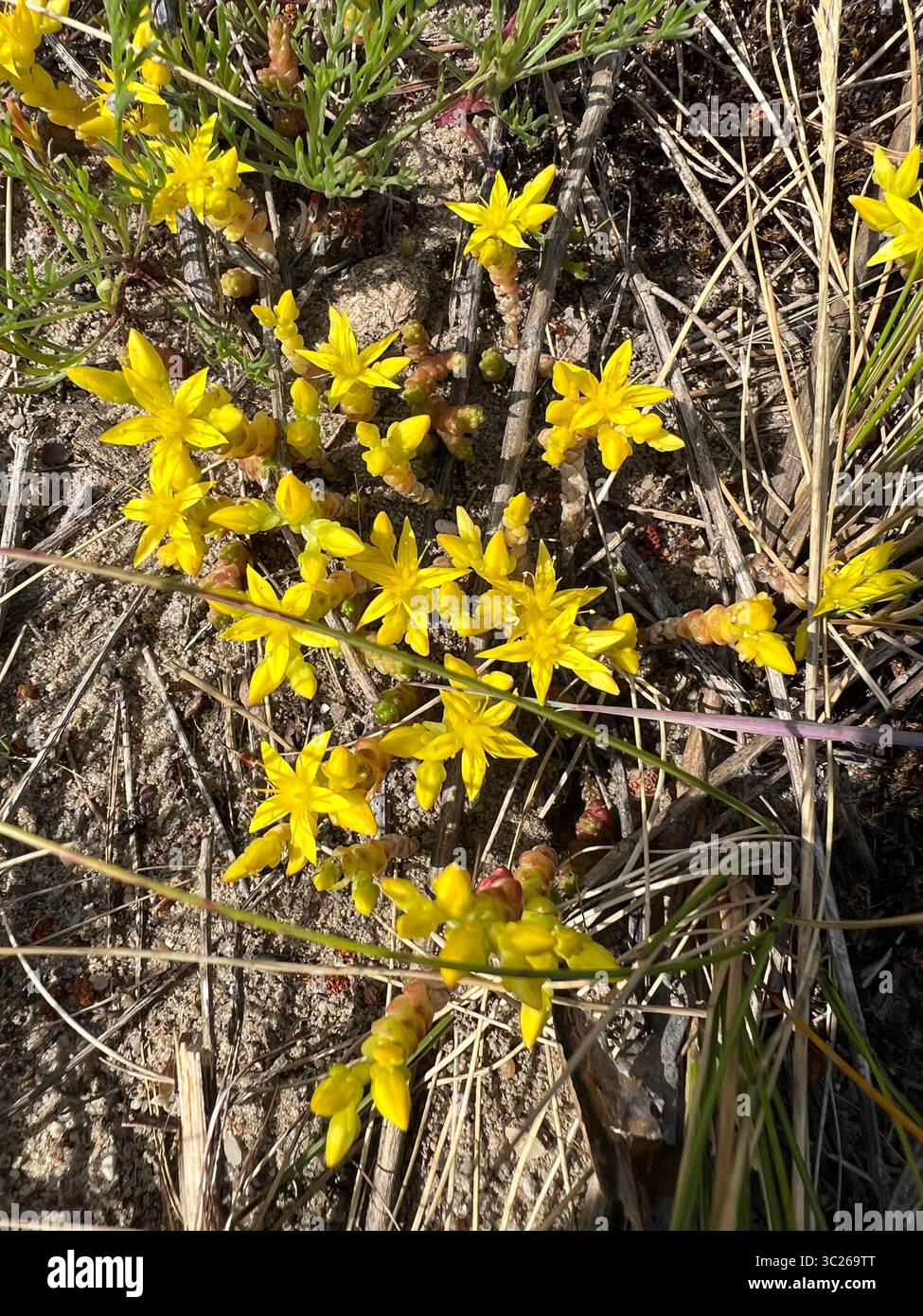 Leuchtendes gelbes Goldmoss Stonecrop (Sedum Acres) blüht auf trockenem Boden im Nationalpark Kurische Nehrung, Litauen. Widerstandsfähige Wildblumenschönheit - Smartphone-aufgenommenes Stockfoto