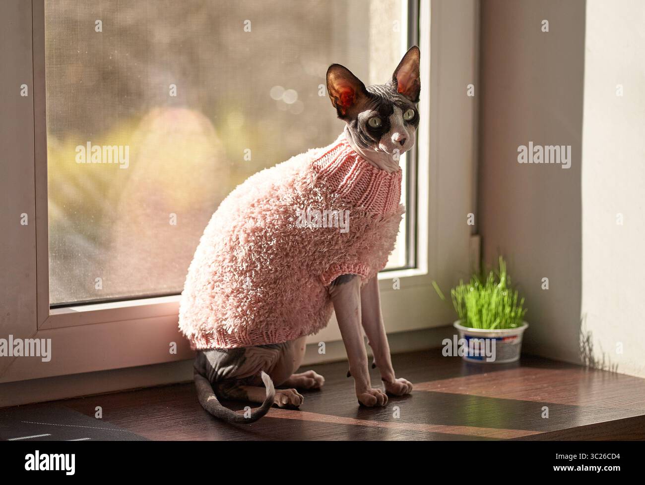 Eine Sphynx-Katze sitzt bequem auf einer hölzernen Fensterbank und trägt einen rosafarbenen Strickpullover. Die Katze blickt mit einem fokussierten Ausdruck aus dem Fenster. Ein sm Stockfoto