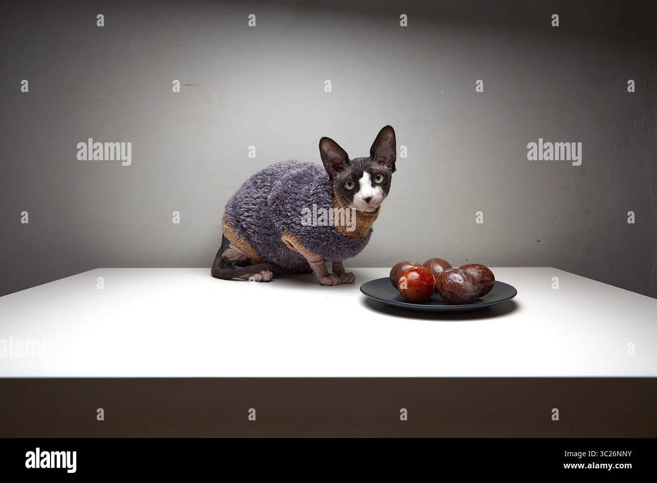Eine schlanke, kurzhaarige Katze mit grauem und braunem Fell sitzt aufmerksam auf einem weißen Tisch. Die Katze blickt auf eine dunkelblaue Platte, gefüllt mit Stéva Stockfoto
