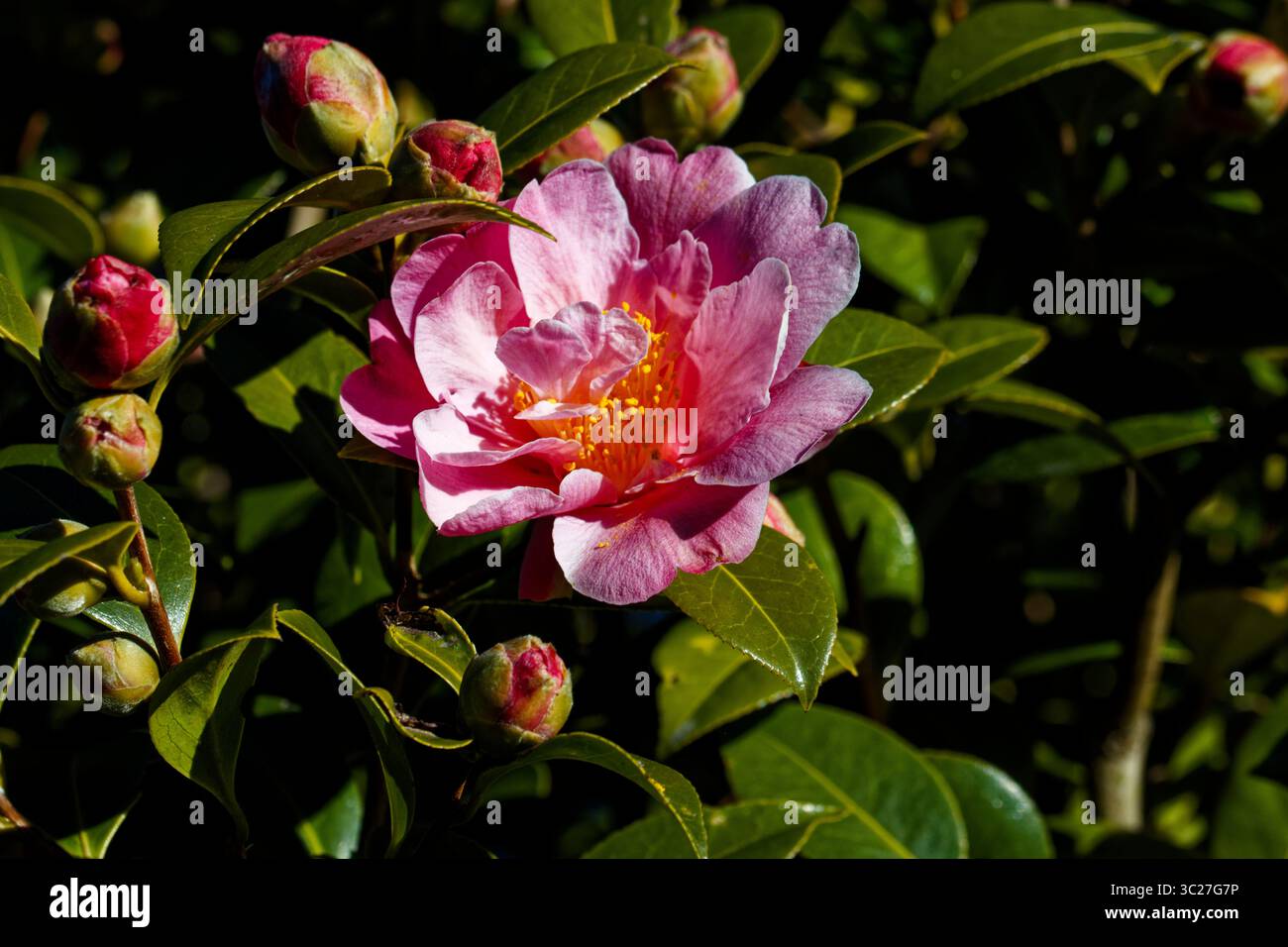 Camellia Sprite ist ein immergrüner Sträucher, der halb-doppelte, lachsrosa Blüten mit gewellten Blütenblättern produziert. Stockfoto