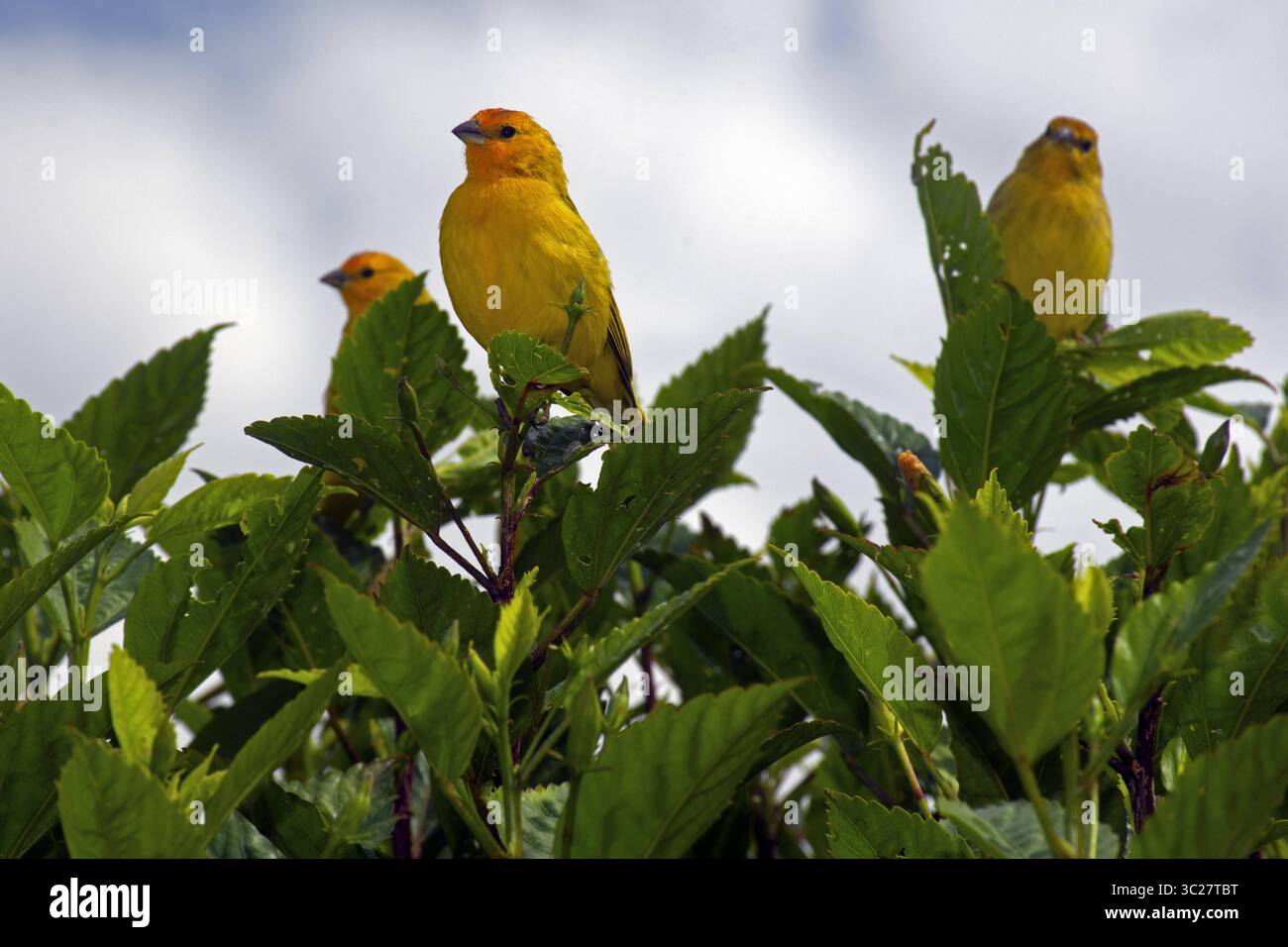 Mai 2018 - männliche Safranfinken, Sicalis flaveola, Venda Nova do Imigrante, Espirito Santo, Brasilien (Kreditbild: © Andre Seale/VW Pics Via ZUMA Wire) Stockfoto