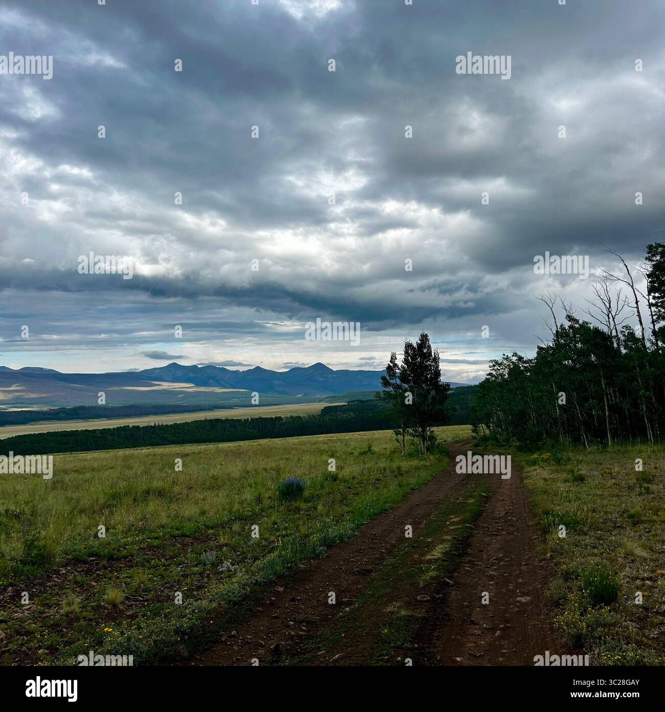 Eine markante, unbefestigte Straße oder Piste führt sanft durch ein riesiges, hügeliges Grasfeld im Vordergrund, das zu einer Linie aus dunkelgrünem Wald und führt - Smartphone-aufgenommenes Stockfoto