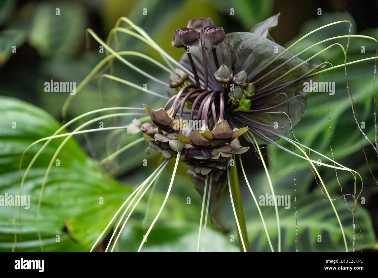 Fledermausblume (Tacca integrifolia) im Dorothy Chapman Fuqua Conservatory im Atlanta Botanical Garden in Atlanta, Georgia. (USA) Stockfoto