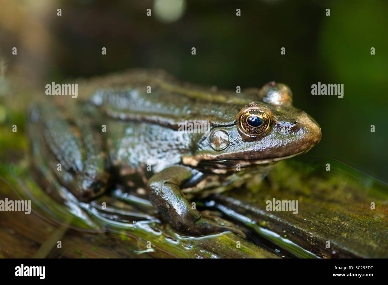AGA Kröte, Bufo Marinus sitzt auf Einem Baumstamm, Amphibienbewohner im Wetland Eco System, Haff Reimech Stockfoto