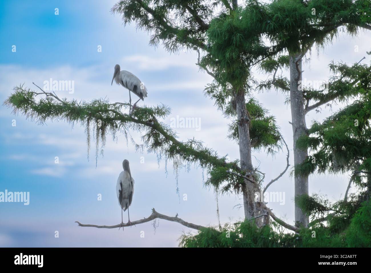 Zwei Holzstörche, die auf verwitterten Zypressengliedmaßen im Circle B Bar Reserve im sanften Licht der Morgenröte inmitten der ruhigen Feuchtgebiete Floridas schwimmen. Stockfoto